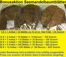 Sea Sandel Leaves BONUS PROMOTION UP TO 50% on Catappa Leaves SMBB - Lightning Shipping