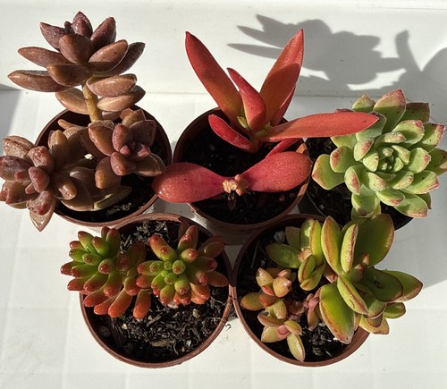 Mixed succulent plants in - succulent, plants.