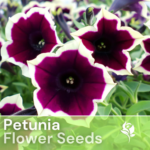 1000 raspberry whirl petunia - raspberry,