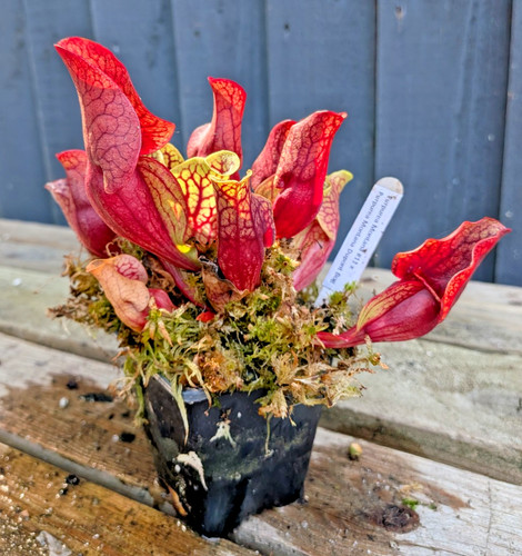 Sarracenia purpurea montana