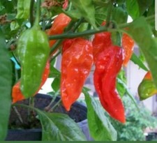 Chilli Pepper Red Bhut Jolokia