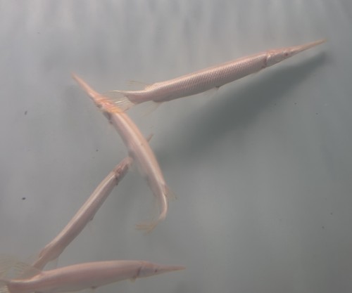Live tropical fish - live, fish-albino