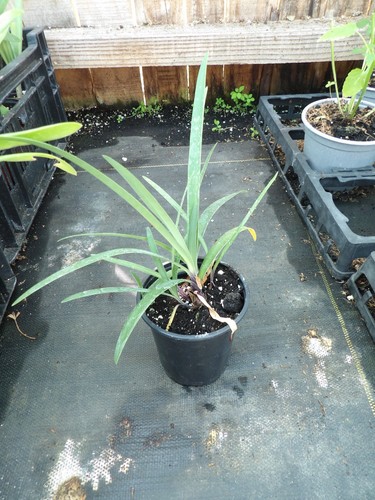 Agapanthus poppin purple - poppin,