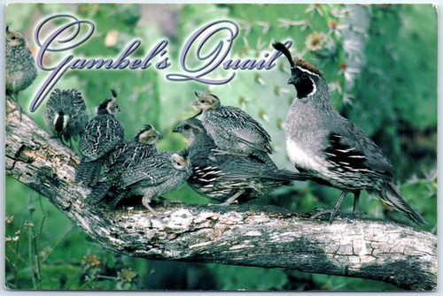 Postcard gambel s quail - -,
