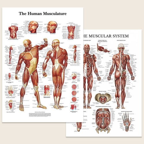 Human muscular system - muscular,