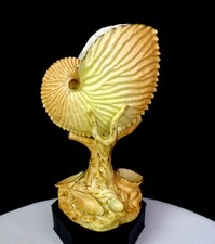 Royal Worcester Porcelain