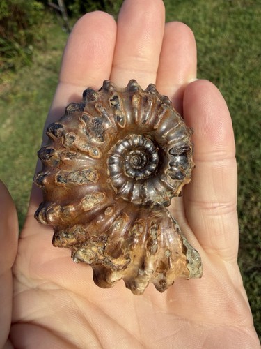 Douvilliceras ammonite - douvilliceras,