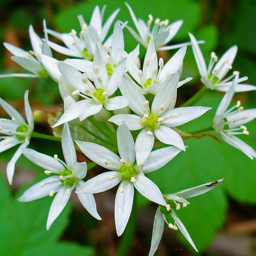 Allium ursinum 100 - seeds,