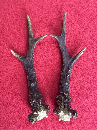 Pair roe deer antlers - pair,