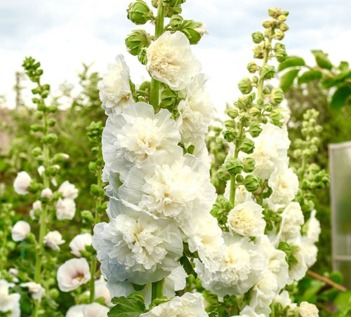75x chaters white - 75x, double