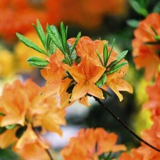 Orange Azalea Plant Dwarf