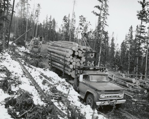 Spruce pine logs on trucks - &,