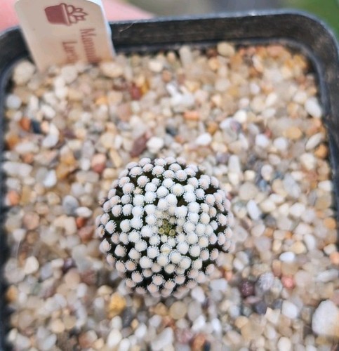 Mammillaria luethyi - mammillaria,