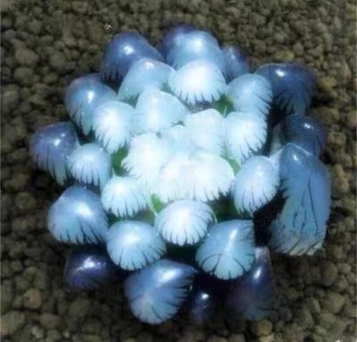50pcs blue succulents - 50pcs,