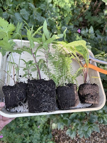 Bare root joblot hardy - 4,