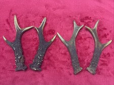 2 PAIRS OF ROE DEER ANTLERS