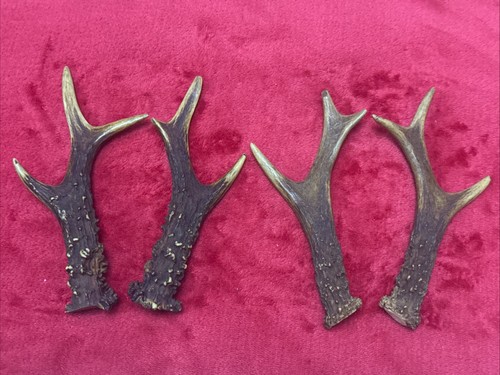 Pairs roe deer antlers - pairs,