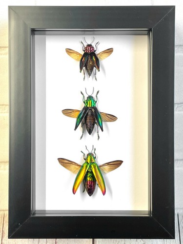 Jewel beetle collection - x,