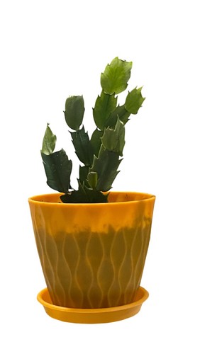 Thanksgiving cactus white - white, 1