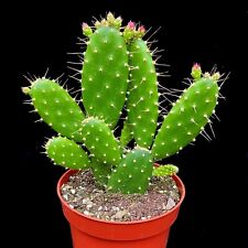 Opuntia Quitensis Prickly Pear