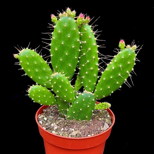 Opuntia quitensis prickly pear - opuntia,
