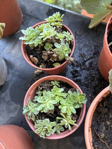 Saxifraga lemon puff - saxifraga, last