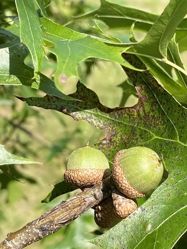 Pin oak seeds - acorns, for