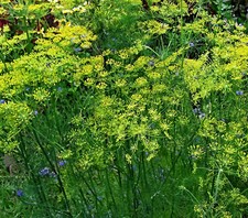 Dill Seeds Mammoth, Largest Dill Variety