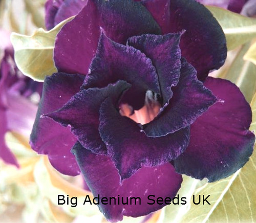 Adenium obesum desert - obesum,,