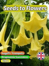 ANGEL'S TRUMPETS BRUGMANSIA SUAVEOLENS YELLOW - TROPICAL  13 BEST QUALITY SEEDS