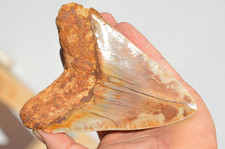 ?STUNNING HUGE 5.4" MEGALODON SHARK TOOTH, BIGGEST UK STOCK, GR8 VALUE?? R8