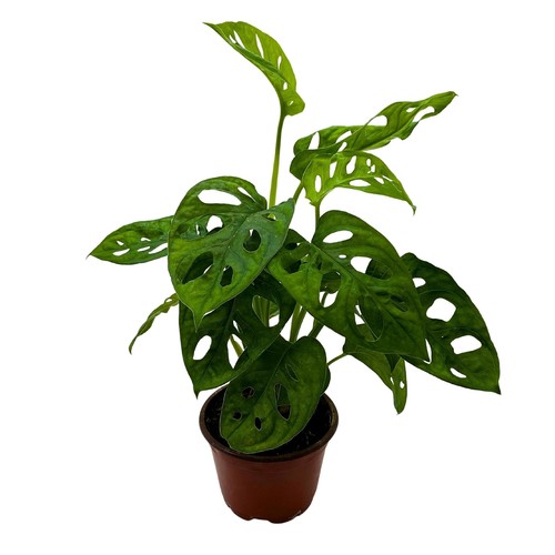 Monstera adansonii swiss - monstera,