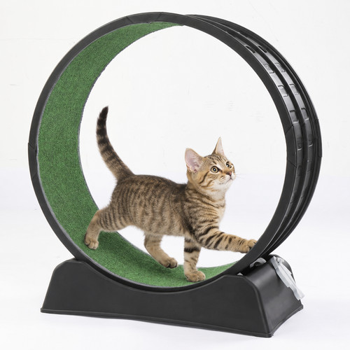 Mondeer cat exercise - cat,