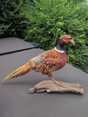 Vintage taxidermy - vintage,
