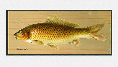 The river carp - cyprinus, carpio