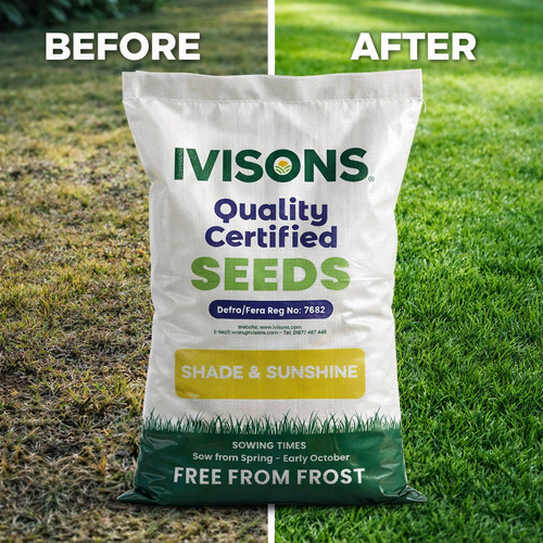 Premium shady area lawn seed - lawn,