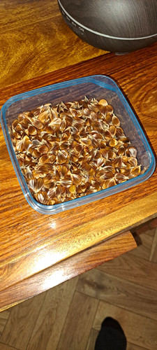Beech tree nuts sustainably - beech,