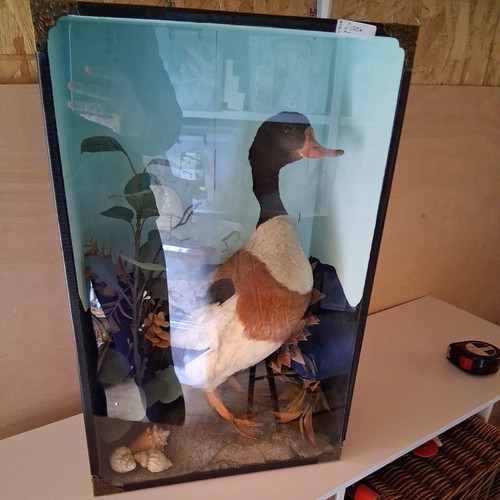 Taxidermy shelduck case - case,