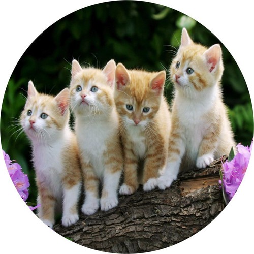 Curious kittens car tax disc - curious,