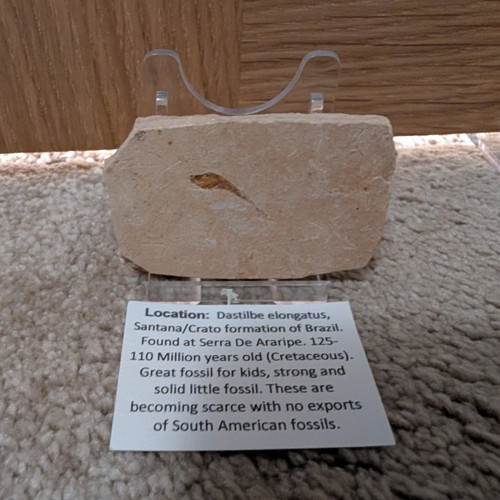 Fish fossil specimen - fish, in