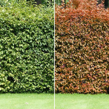 Fagus sylvatica 'Common Beech' Bare Root Hedge Green Hedging Tree Plants