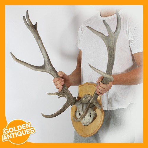 Large red deer stag skull - red,