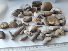 Mixed Jurassic Fossil Job Lot