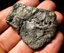 Large pyrite multi-ammonite & bivalve fossil 50 mm Crucilobiceras Charmouth UK