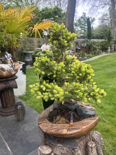 Pine bonsai wooden - in,