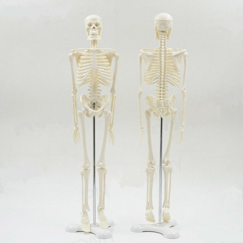 Human anatomical skeleton - human,