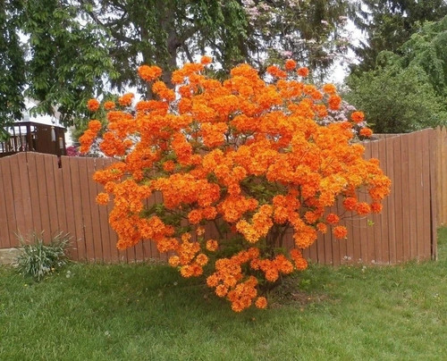 Orange azalea plant hardy - plant,