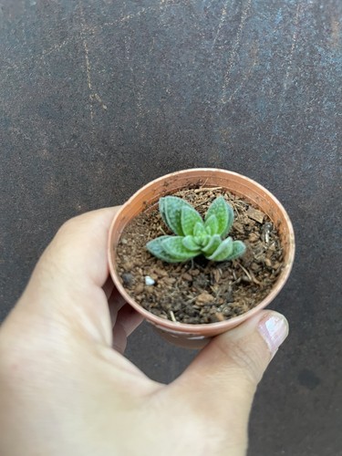 Crassula frosty 3cm - frosty, rooted