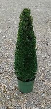 Buxus sempervirens (Common