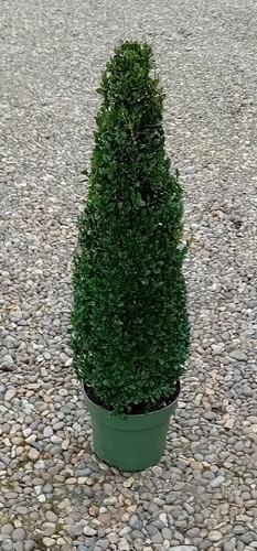 Buxus sempervirens common - sempervirens, (common